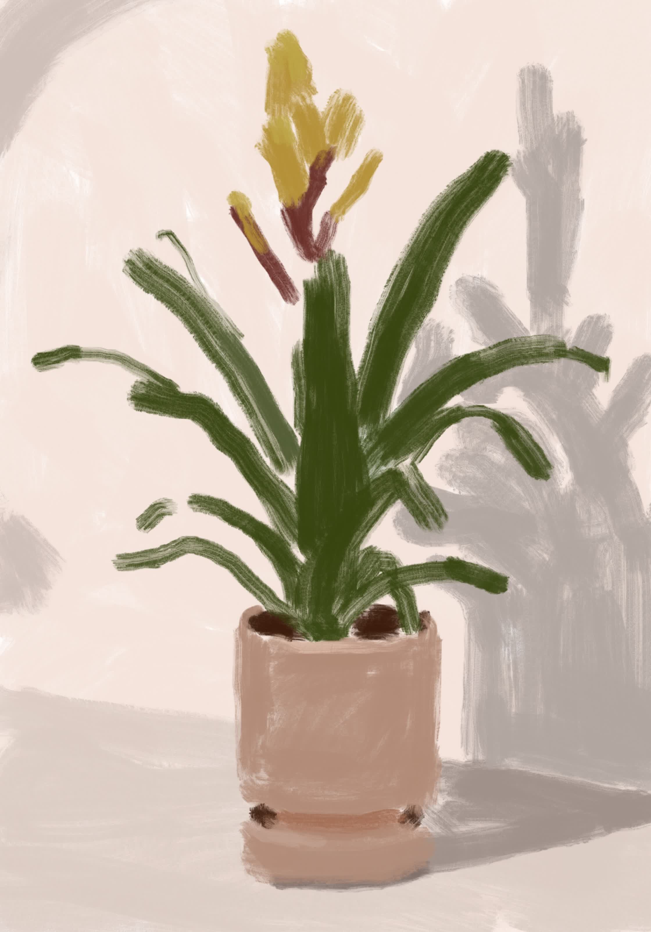 PERSONAL_WORK:'BROMELIAD':DIGITAL_PAINTING.jpg