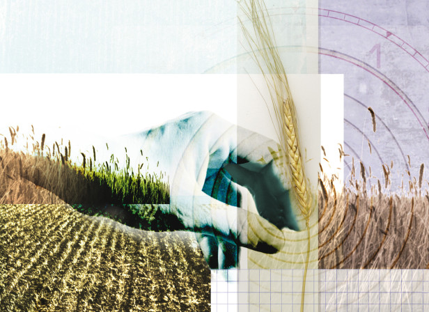 Harvest Bread Agriculture Feeding the World Ecology