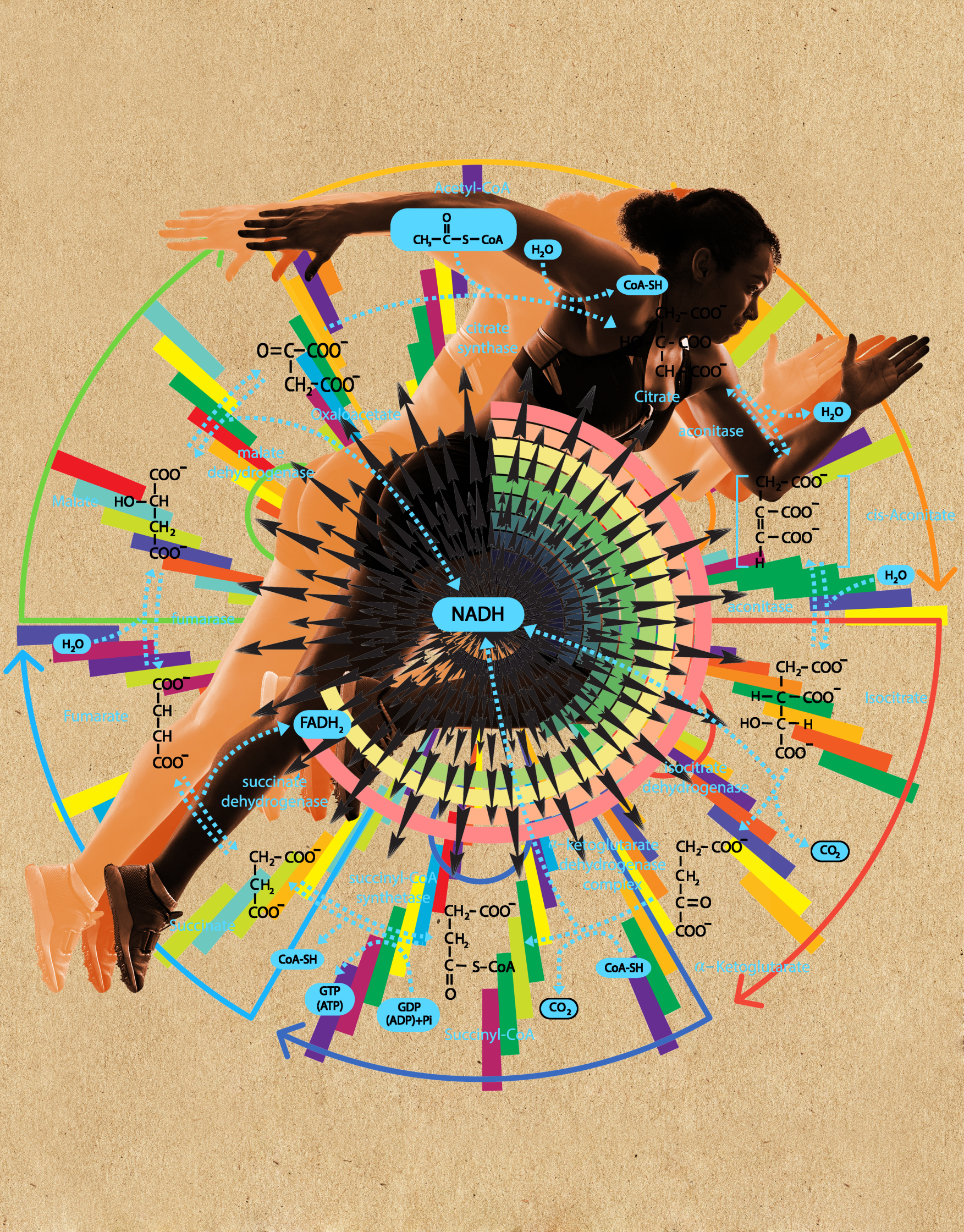 QUARTO-NUTRITION_METABOLISM.jpg