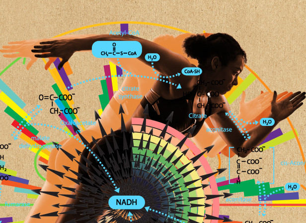 QUARTO-NUTRITION_METABOLISM.jpg