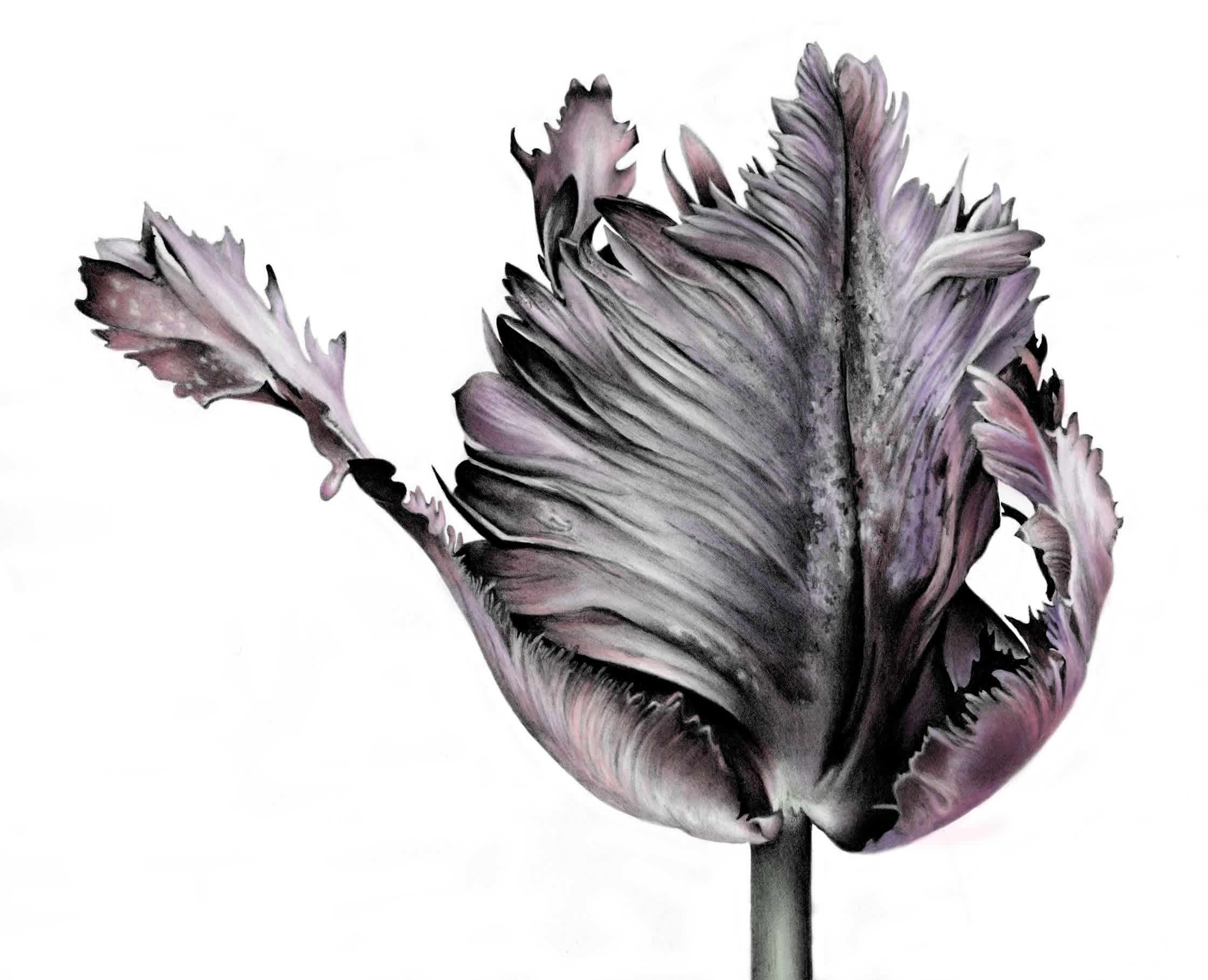 Black_Parrot_Tulip.jpg