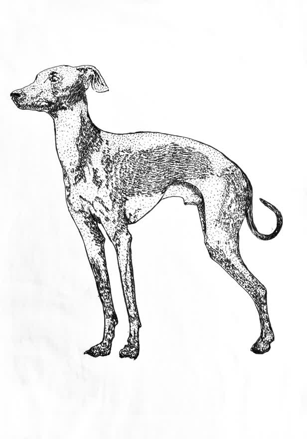 Greyhound