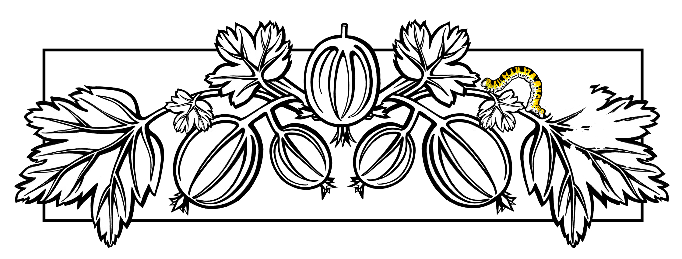 gooseberry.jpg