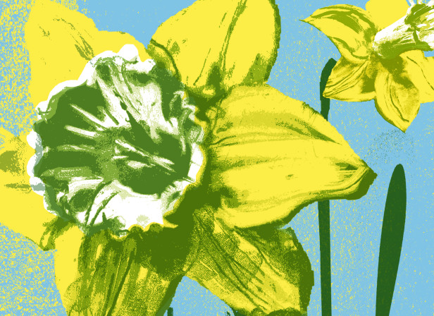 Daffs