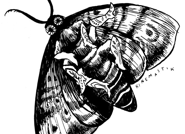 Moth