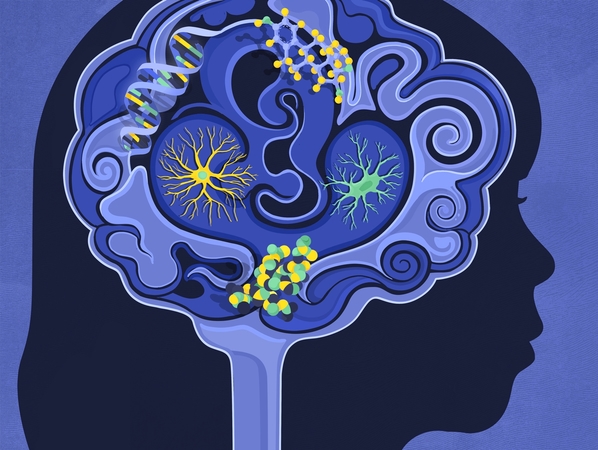 BrainDevelopmentforKnowable.jpg