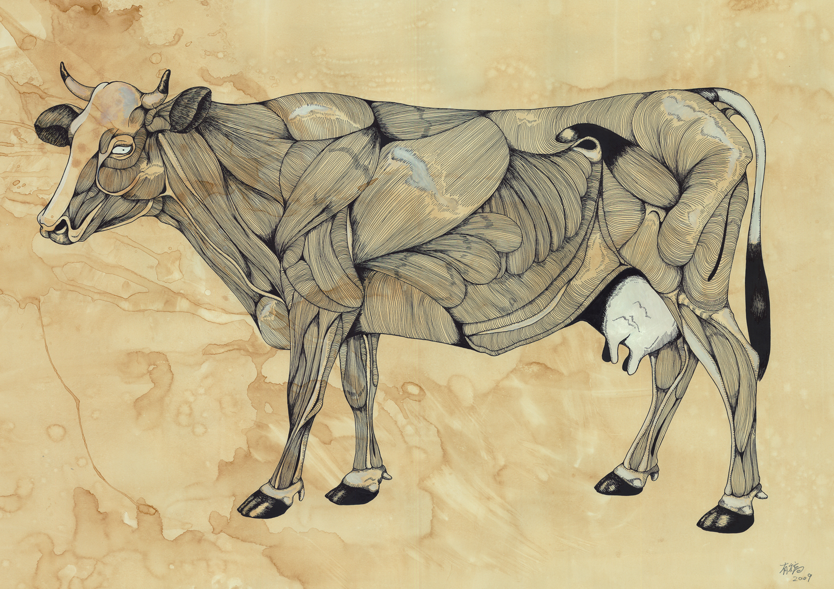 Muscle Cow