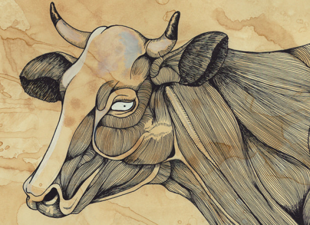 Muscle Cow