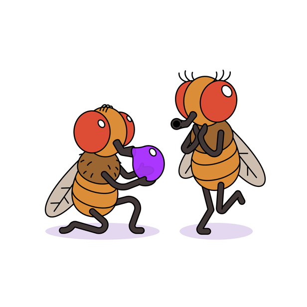 Barfing Flies / Science News