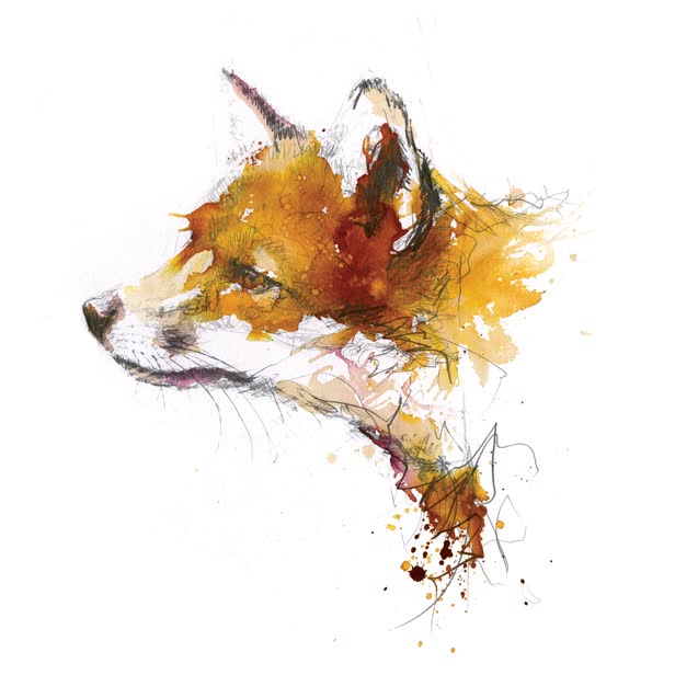 The Curious Fox  - Self Project.jpg