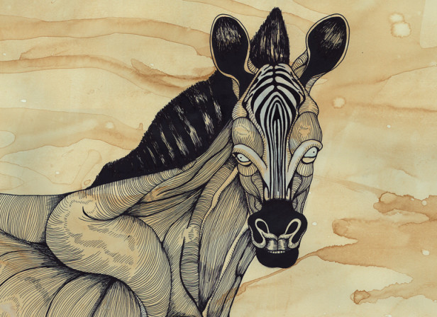 Muscle Zebra