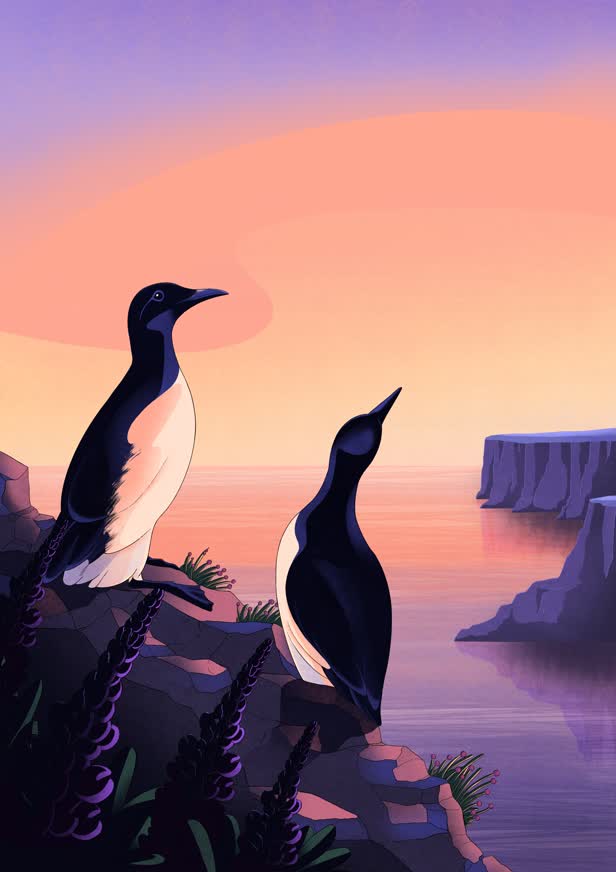 IcelandicBirds_Guillemots_PersonalProject.jpg