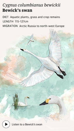 Bewick's swan.jpg