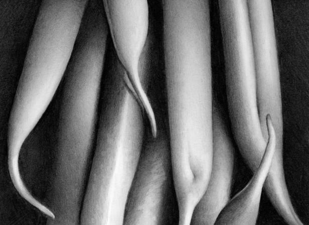 Runner Beans Abstracted Detail