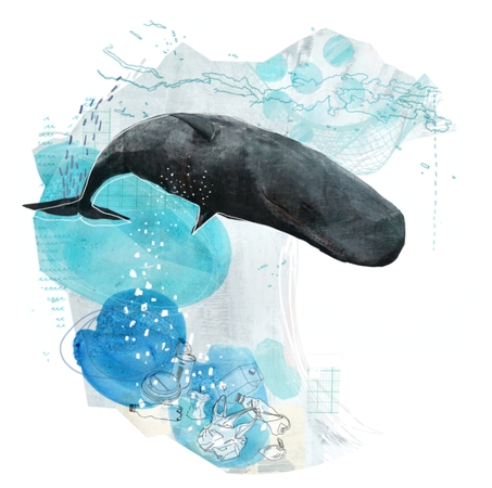 whale_nature_animal_environment.jpg