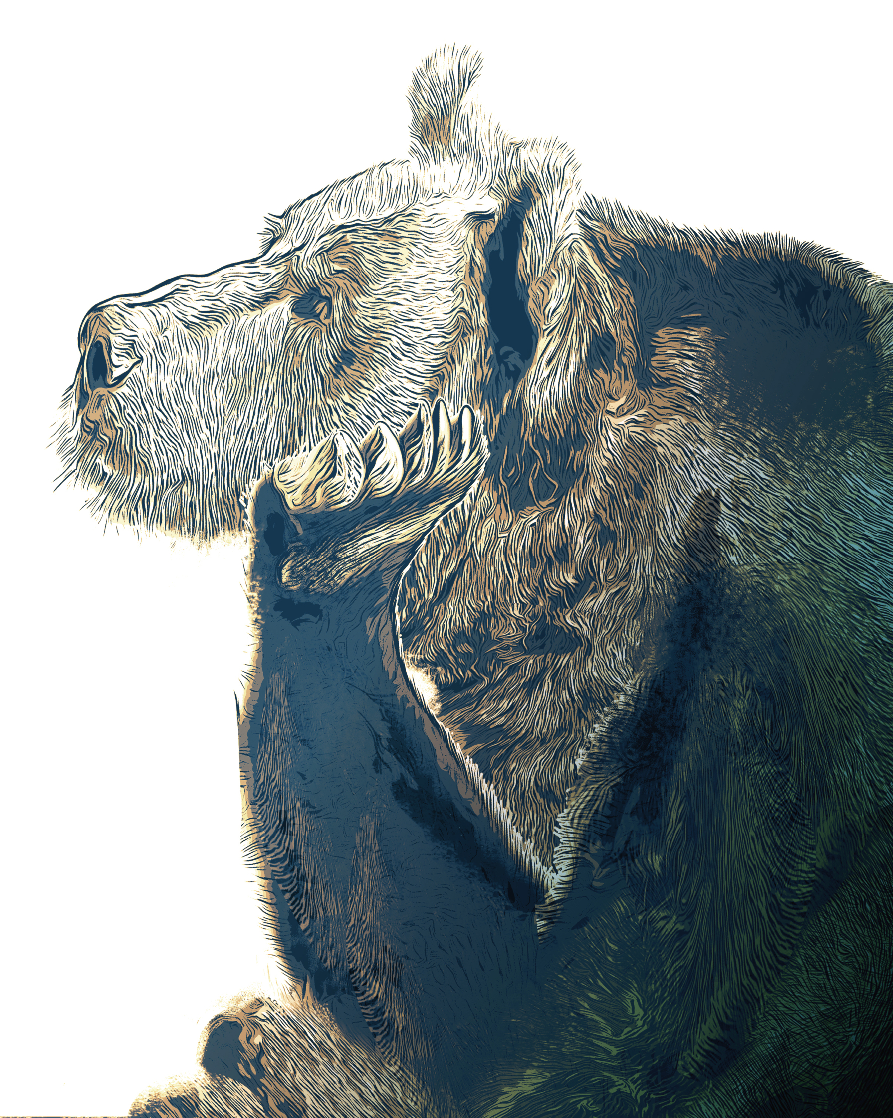 Bear