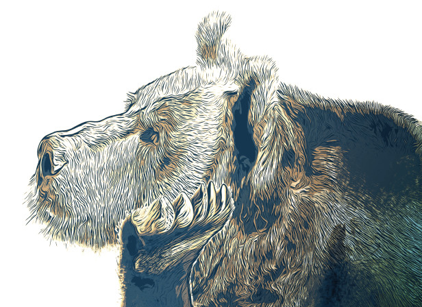 Bear