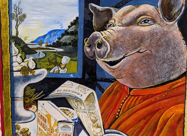 pig - observer.jpg