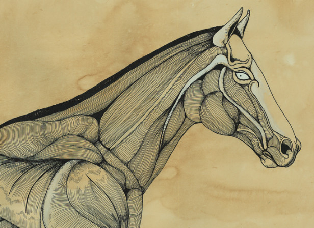 Muscle Horse