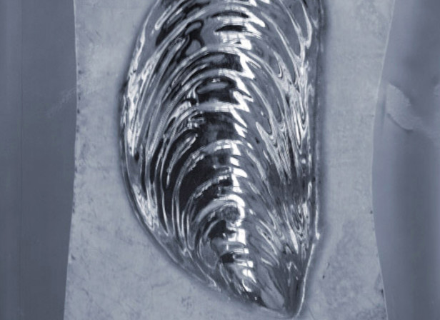 Shell Illustration