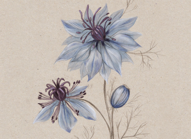 Nigella NZ Home and Garden Magazine