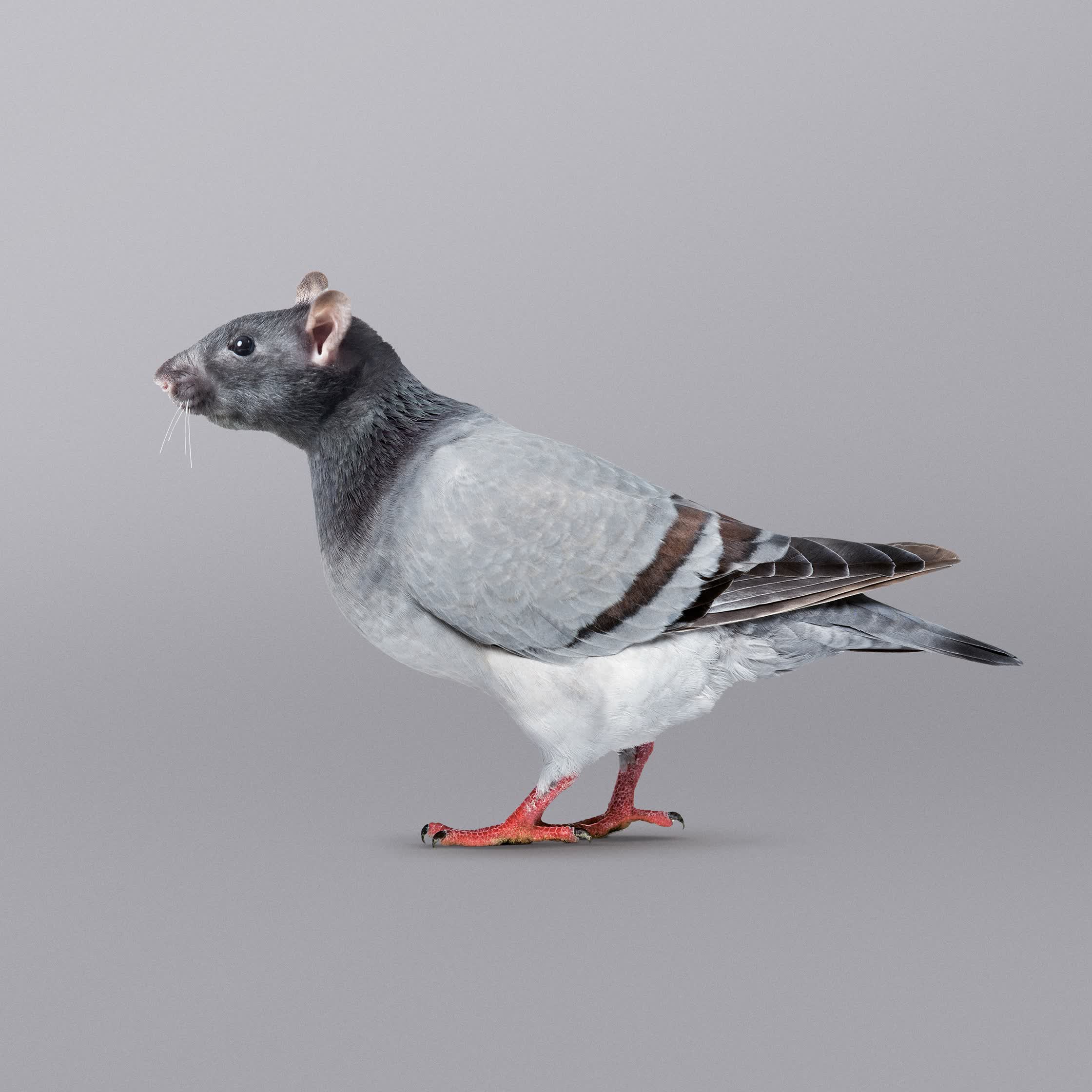 FLYING RAT - PERSONAL.jpg