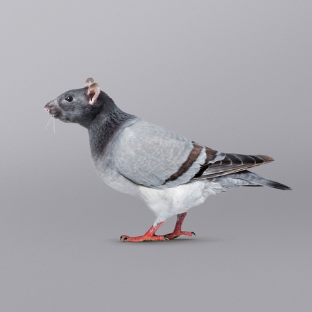 FLYING RAT - PERSONAL.jpg