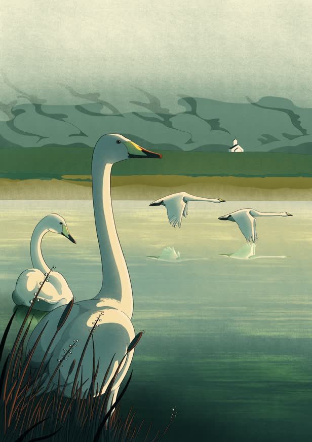 IcelandicBirds_WhooperSwan_PersonalProject.jpg