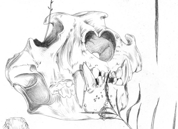 Skull Birds