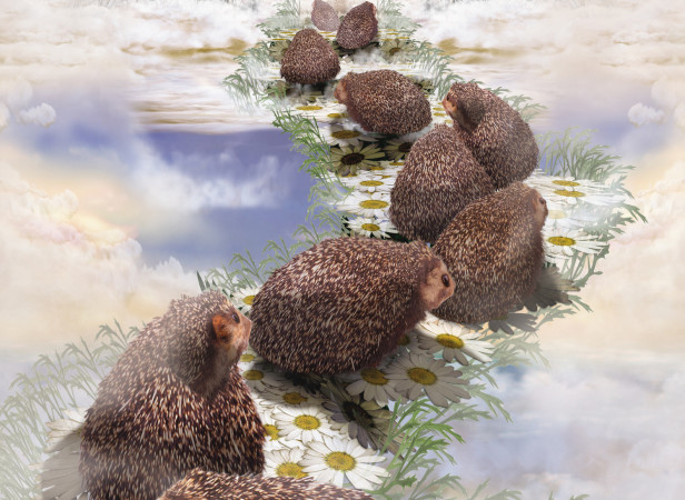 Hedgehog Heaven SONY Playstation / TBWA London