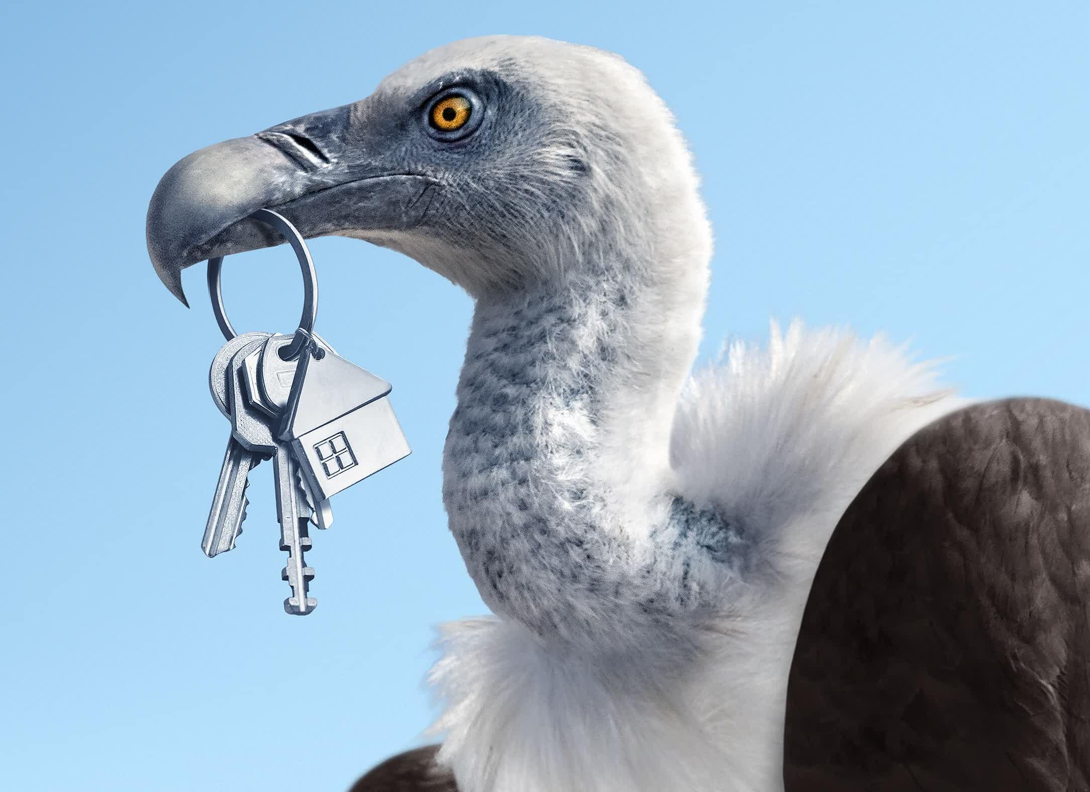 vulture.jpg