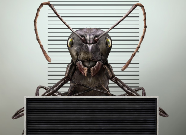 Ant Arrest