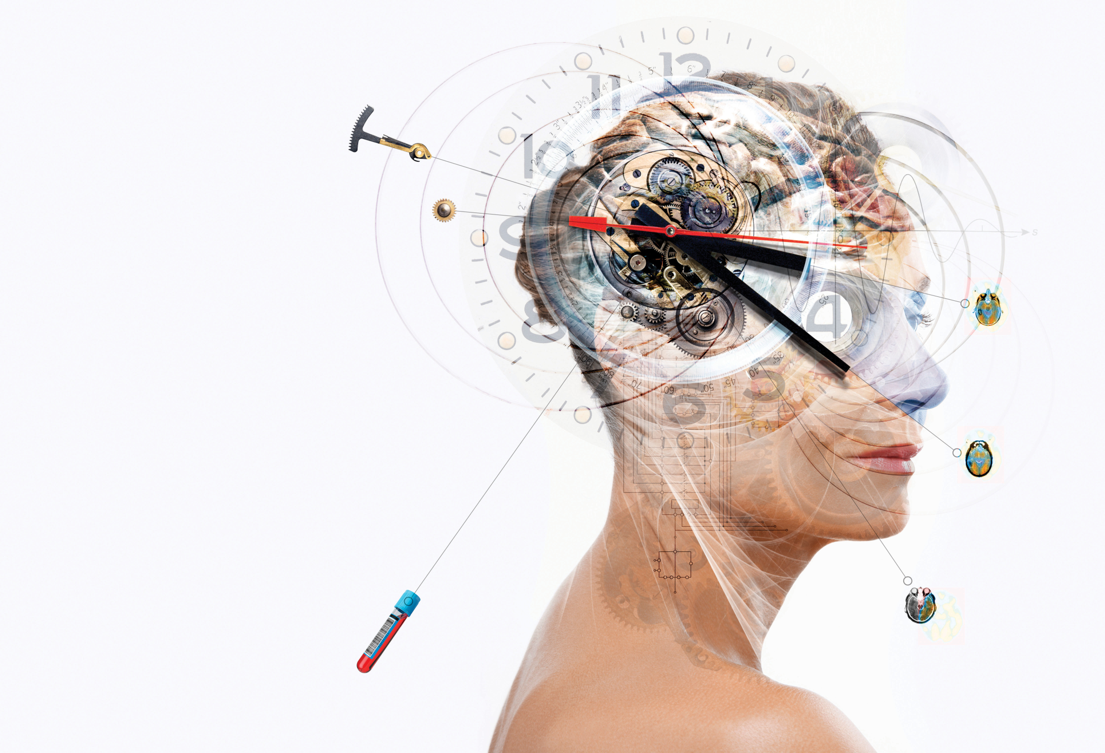 Chronobiology Brain.jpg