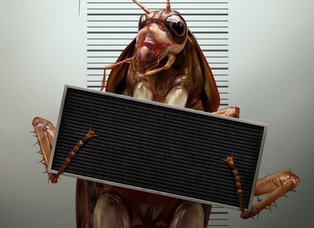 Cockroach Arrest