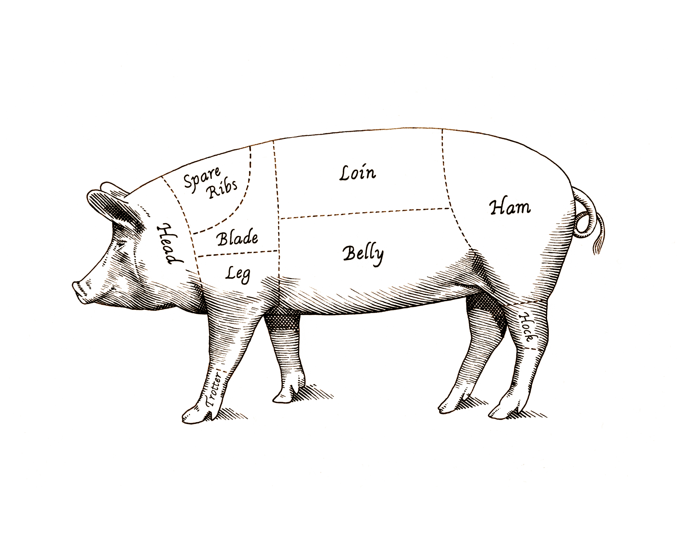 Morrison's_Pig.jpg