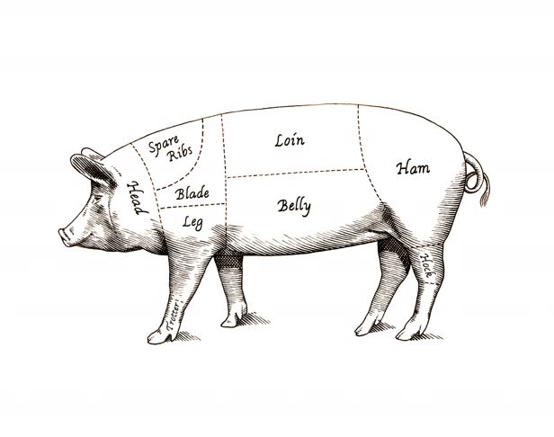 Pig