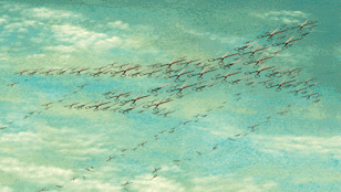 M1-FlightPath_Animation-NFT.mp4
