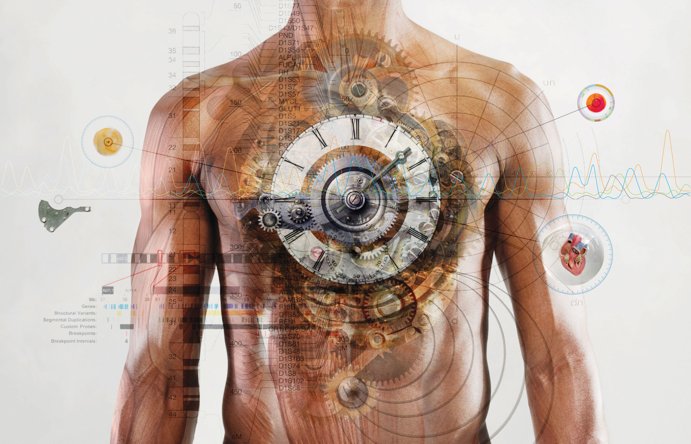 Chronobiology Heart.jpg