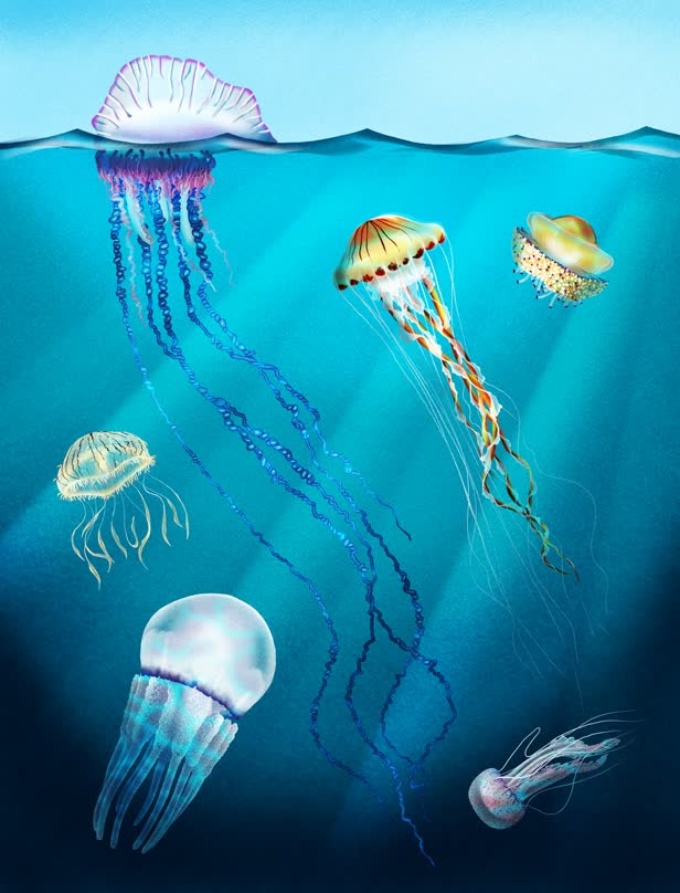 Jellyfishes_PersonalProject.jpg