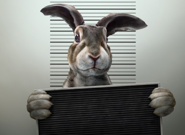 Rabbit Arrest