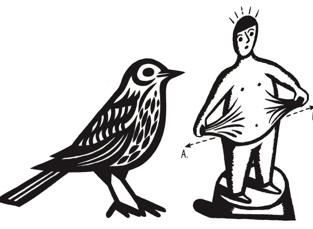 Bird