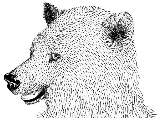 Bear Head