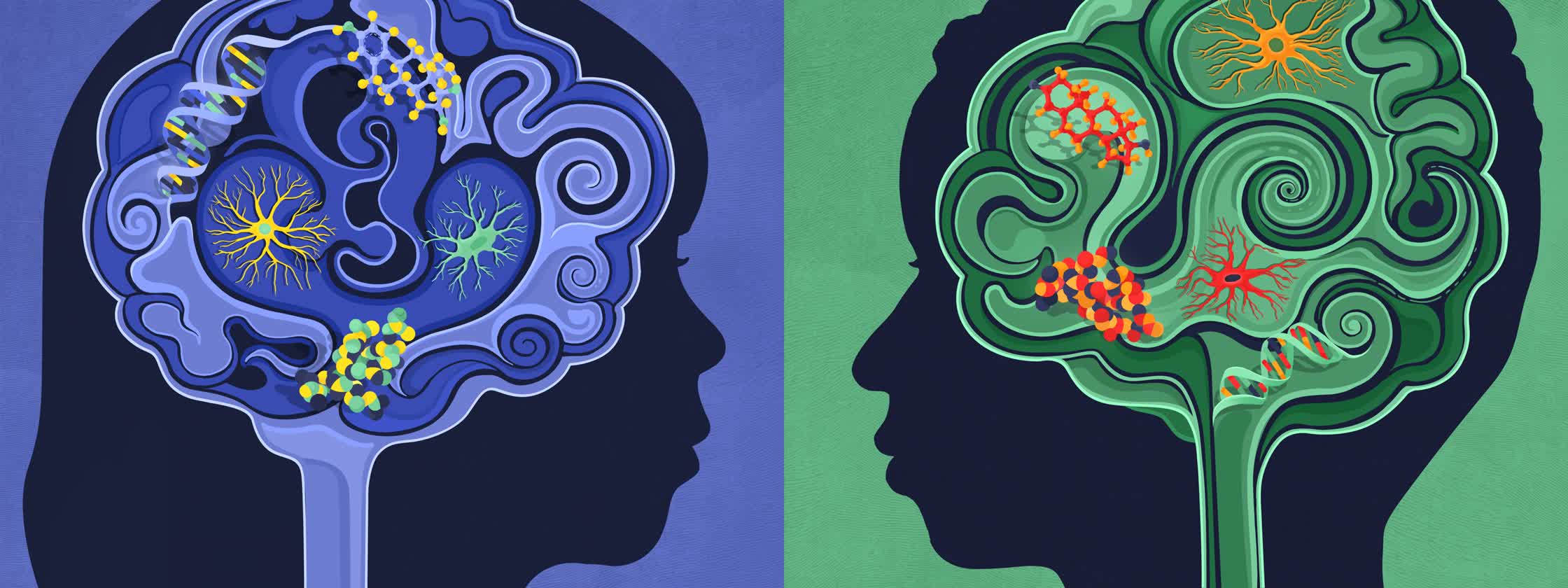 Sex,ImmunityandtheBrain-KnowableMagazine.jpg