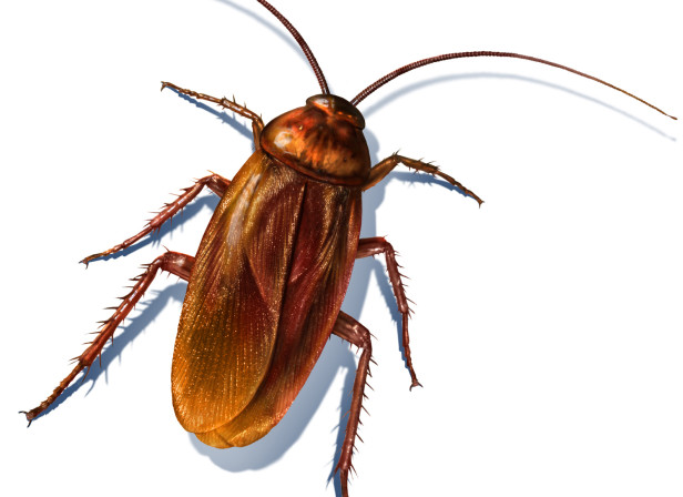 Jeff's Cockroach
