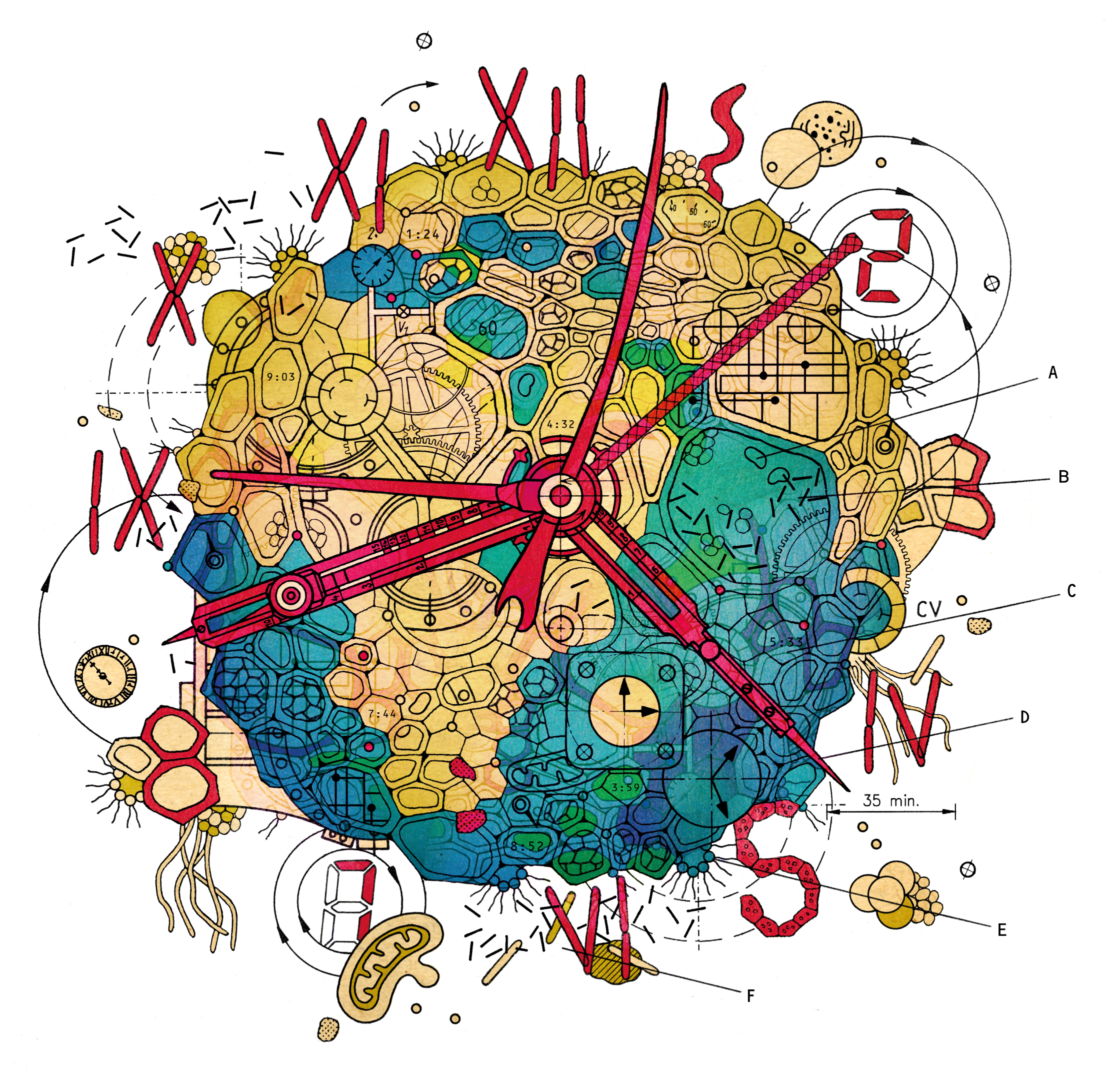 LH_Biological Clock.jpg