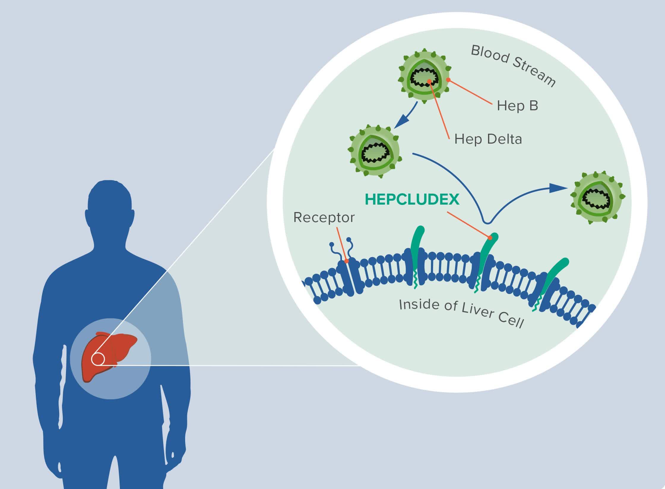 MOA for Hepcludex.jpg