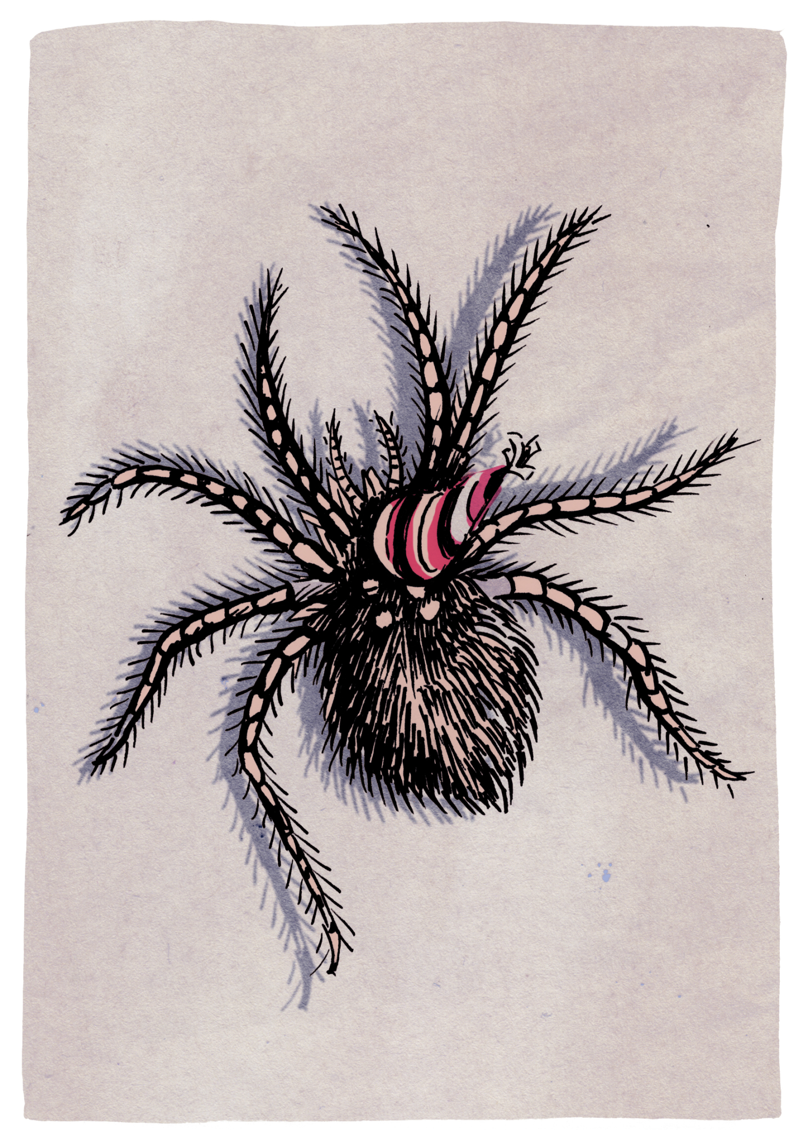 spidercardFront.jpg