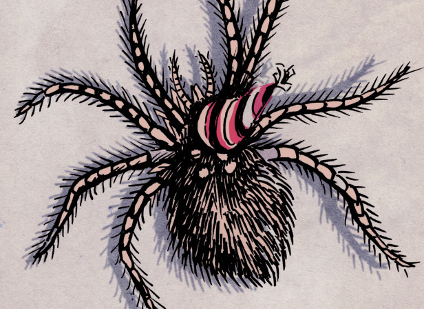 spidercardFront.jpg
