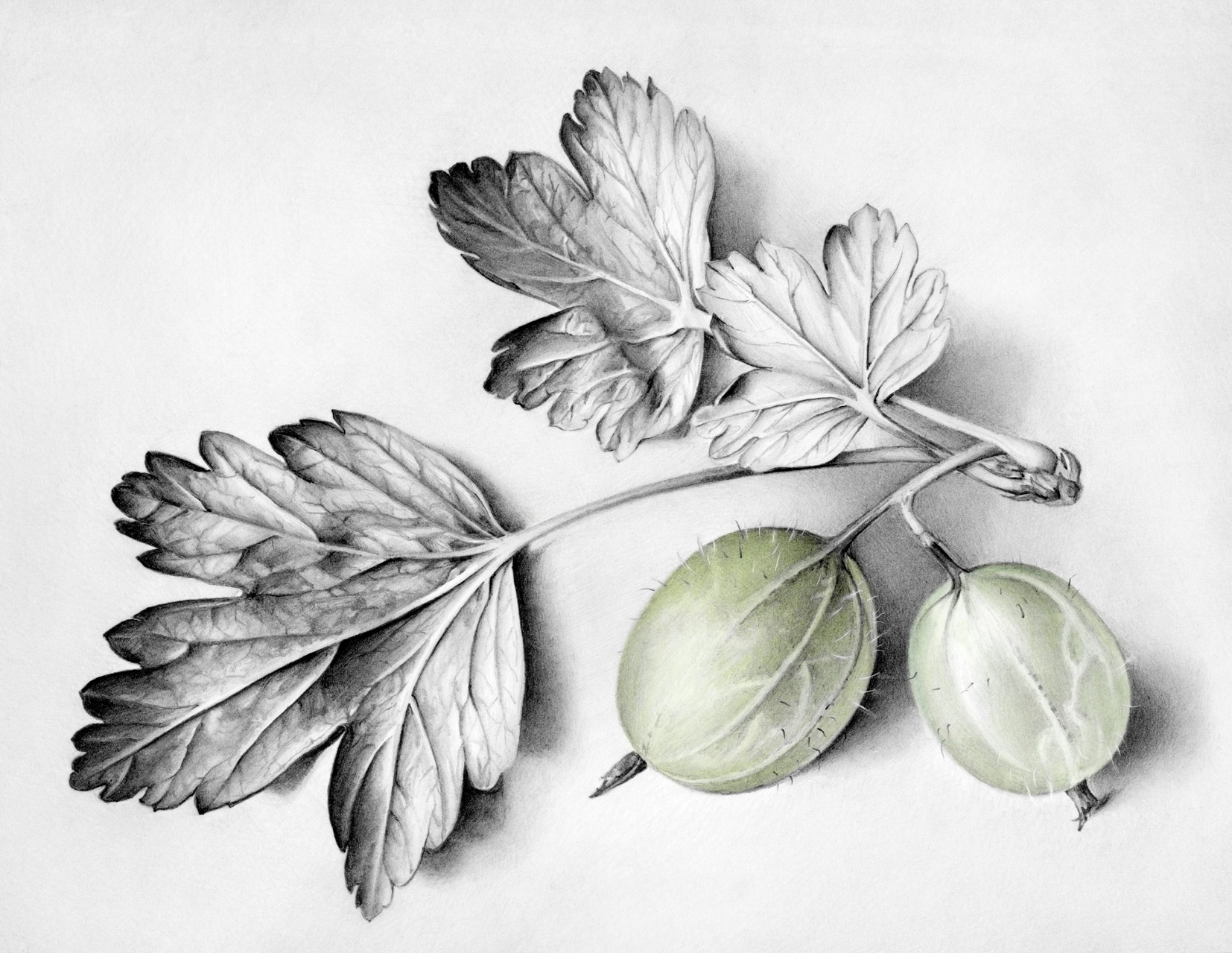 Still Life Two Gooseberries With Leaves