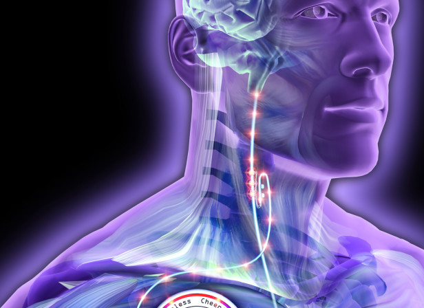 Brain Emotions Anatomy